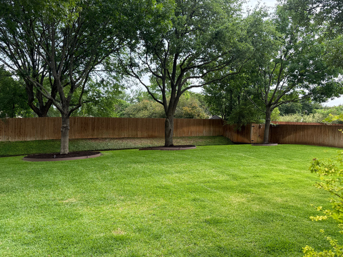 An open back lawn with freshly mulched rings cut around two mature trees along a wooden fence line.