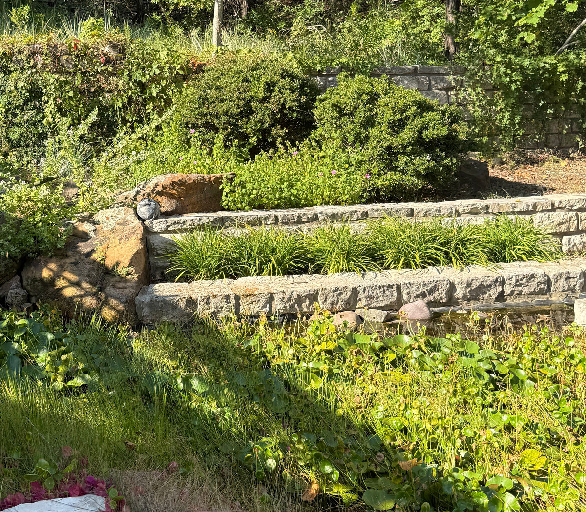 Two stepped courses of stone terracing planted with grasses and ground cover, running under mature trees on a shaded bank.