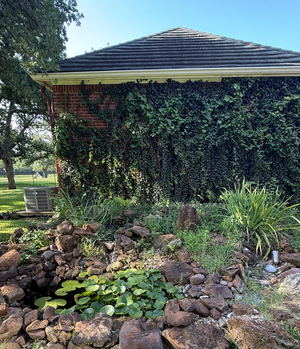 The same corner of the same brick garden building once finished: a planted rock pond with water lilies and ornamental grasses, and ivy grown over the wall behind it.